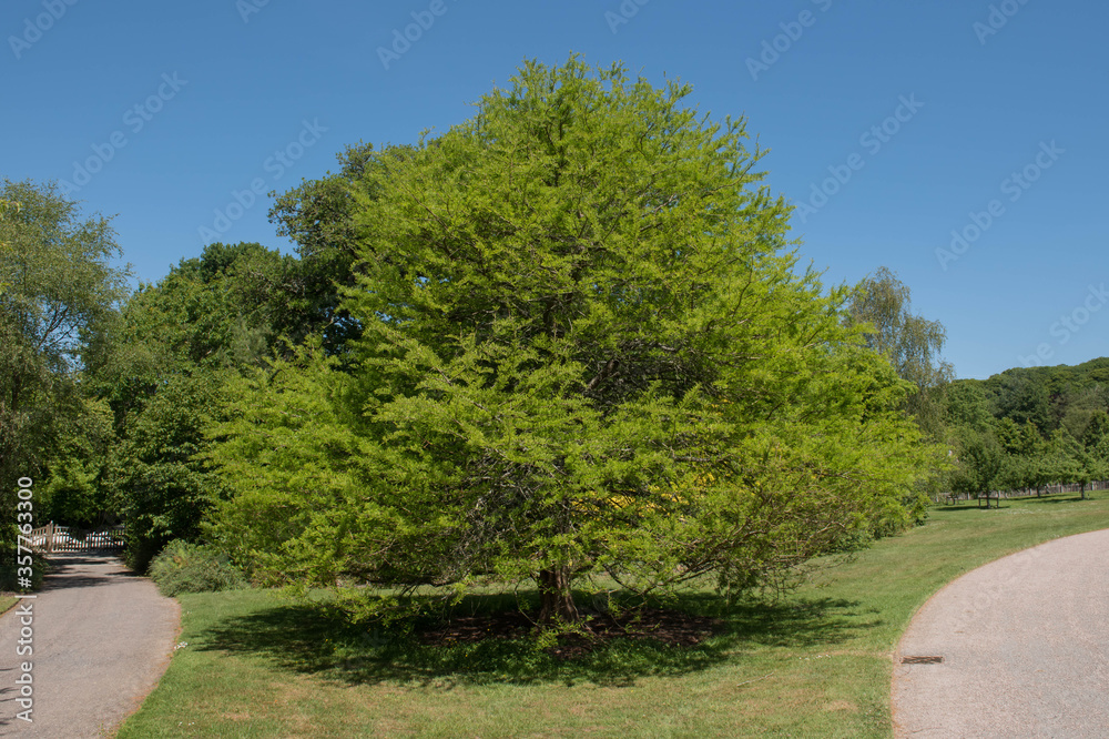 Summer Foliage of a Deciduous Bald or Swamp Cypress Tree (Taxodium distichum) with a Bright Blue Sky Background in a Garden in Rural Devon, England, UK