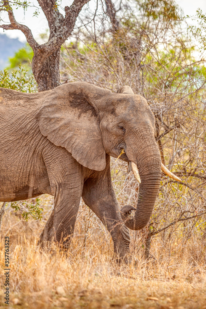 Portait of a Kruger Park Elephant