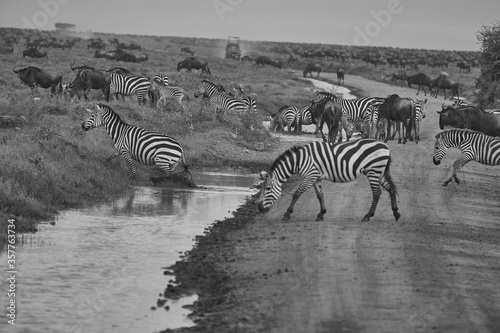 Great Migration Serengeti Gnu Wildebeest Zebra Connochaetes taurinus