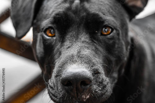 Wallpaper Mural mirada Torontodigital.ca