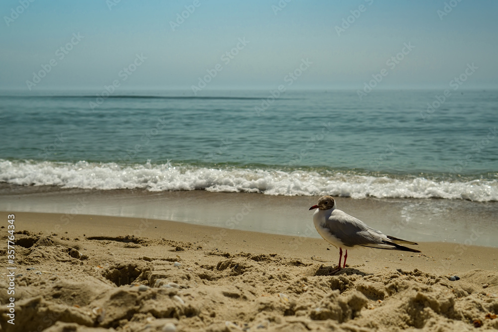 Seagull portrait against sea shore. Close up view of white bird seagull sitting by the beach. Wild seagull with natural water and sand background. Seagull portrait against sea shore. Close up view of white bird seagull sitting by the beach. Wild seagull with natural water and sand background.