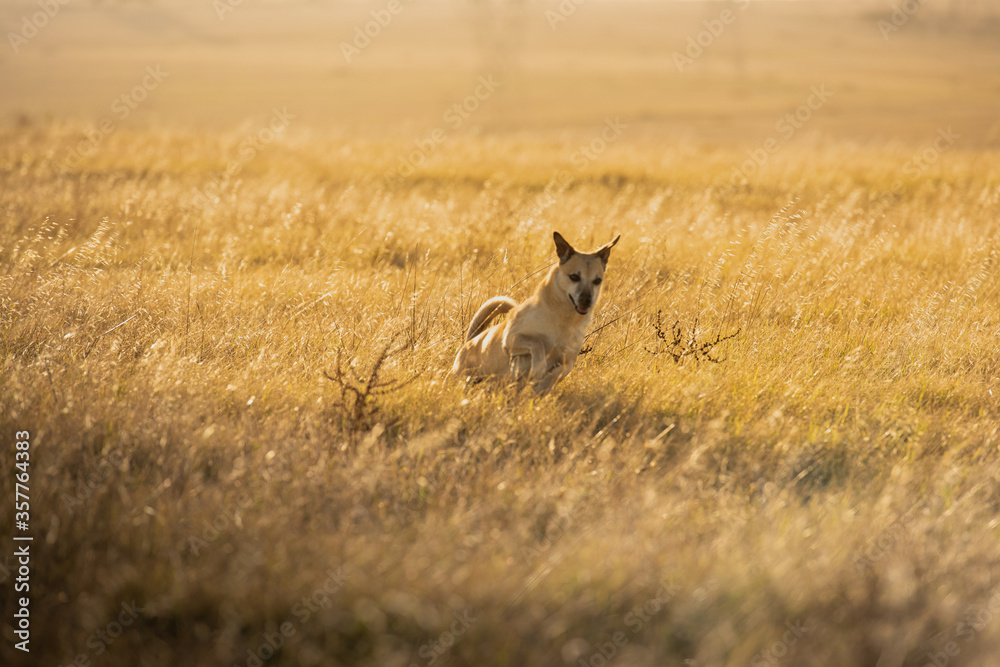 dog running in a grass field in golden afternoon light dog running in a grass field in golden afternoon light