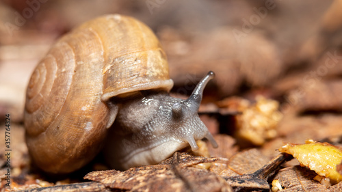 snail climbing on ground