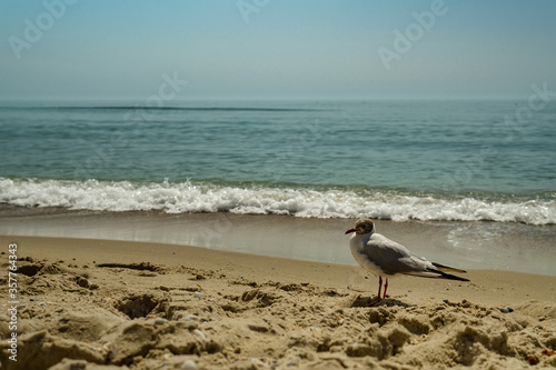 Seagull portrait against sea shore. Close up view of white bird seagull sitting by the beach. Wild seagull with natural water and sand background.