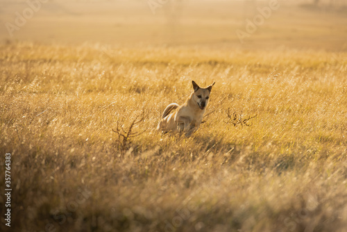 Fototapeta Naklejka Na Ścianę i Meble -  dog running in a grass field in golden afternoon light