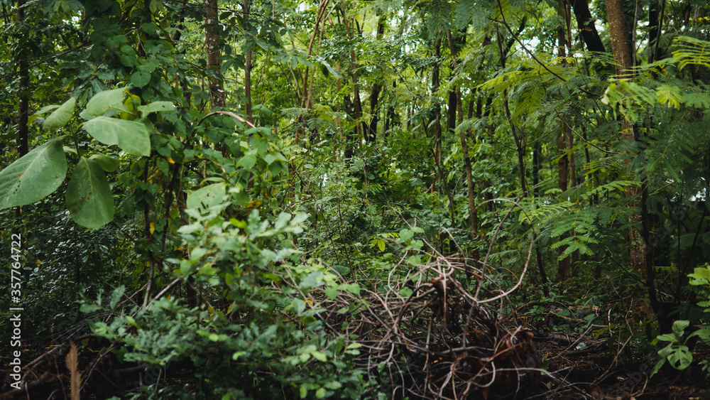 Fresh green deep forest Fresh green deep forest