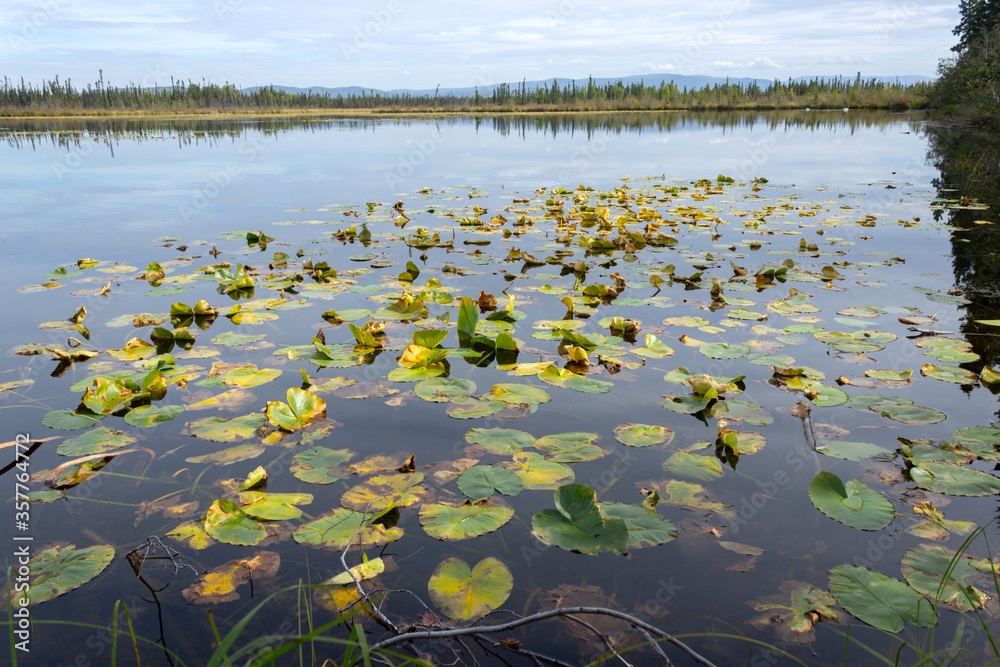 夏のアラスカ、湖に浮かぶスイレンの葉