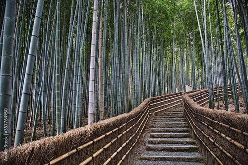 京都竹林③