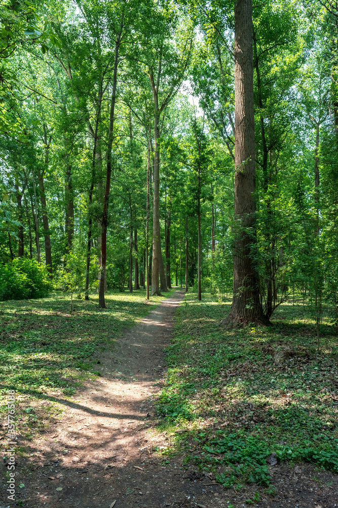 path in the forest path in the forest