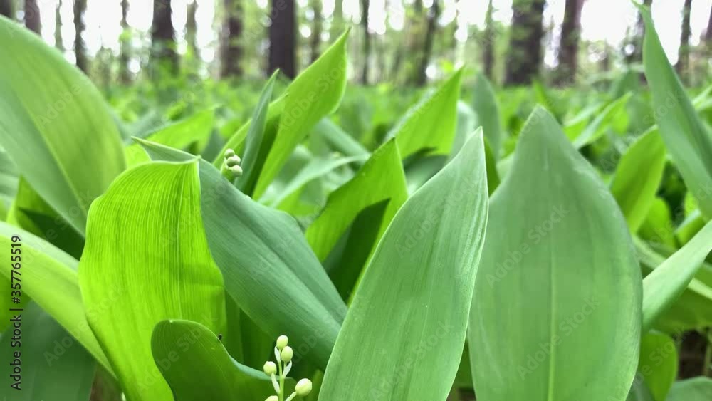 wind waves beautiful lily of the valley with green leaves and tender white flowers in forest extreme close low angle shot wind waves beautiful lily of the valley with green leaves and tender white flowers in forest extreme close low angle shot