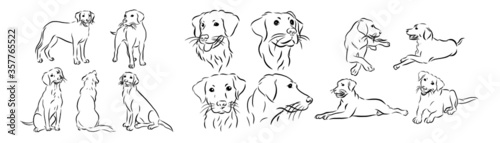 Dogs Vector Illustration