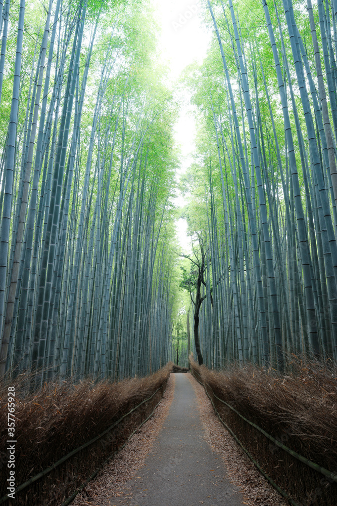 Fototapeta premium 誰もいない嵐山の竹林の小径