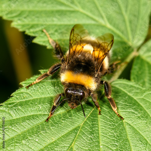 bumblebee sitting on a green leaf, close-up, in a natural environment