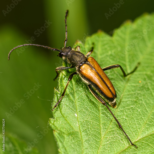 barbel beetle on a green leaf close-up, in sunlight