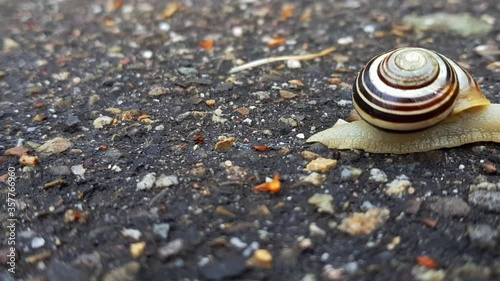 Hyperlapse of snail crawling on dark rocky path with shell on its back. photo