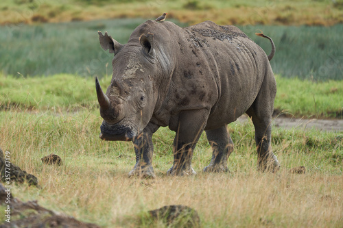Rhino - Rhinoceros with Bird White rhinoceros Square-lipped rhinoceros Ceratotherium simum