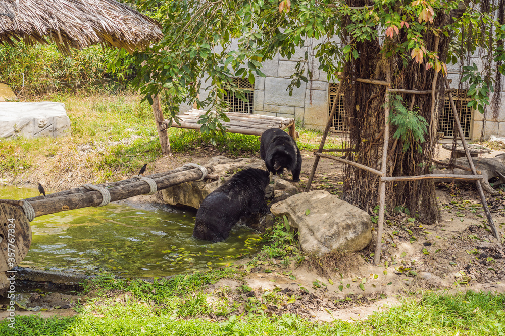 Obraz premium Asiatic Black Bear in the pond on a summer day