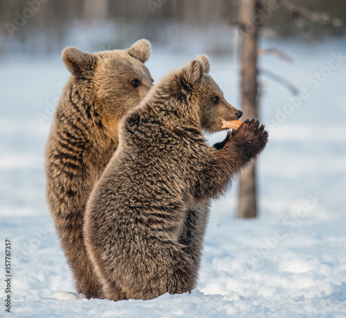 She-bear and bear cub in winter forest. Bear cub stands on its hind legs. Wild Nature. Natural habitat. Brown bear, Scientific name: Ursus Arctos Arctos.