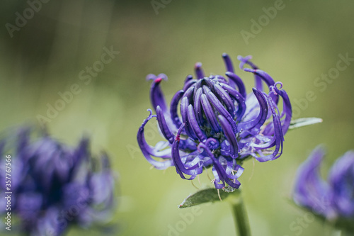 Raiponce orbiculaire ou phyteuma orbiculare - Jolie fleur bleue violette de montagne photo