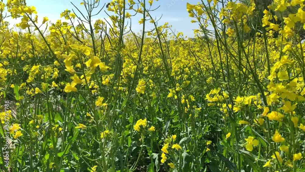 light spring wind waves tender rape flowers with yellow petals and small green leaves on sunny day close low angle shot light spring wind waves tender rape flowers with yellow petals and small green leaves on sunny day close low angle shot