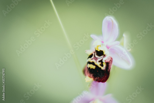 Belle orchidée sauvage dans le jardin - Ophrys bourdon ou ophrys fuciflora