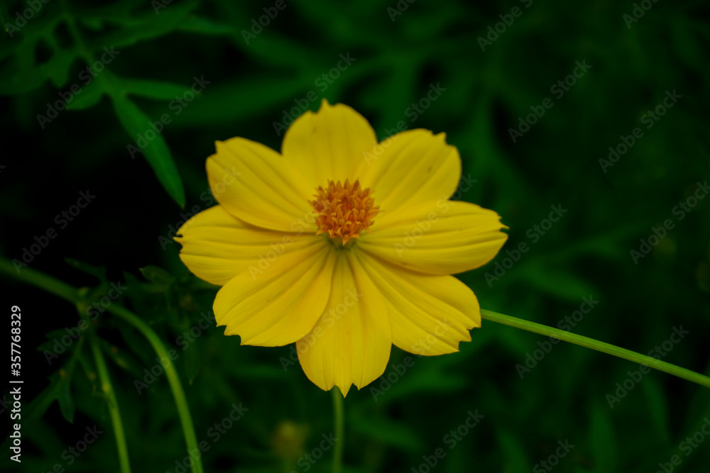 closeup tropic yellow flower with green leaf background
