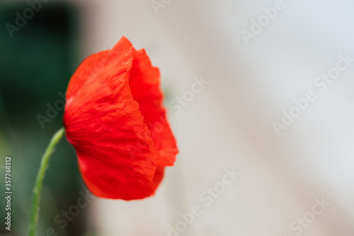 Jolie fleur coquelicot rouge dans un champ 