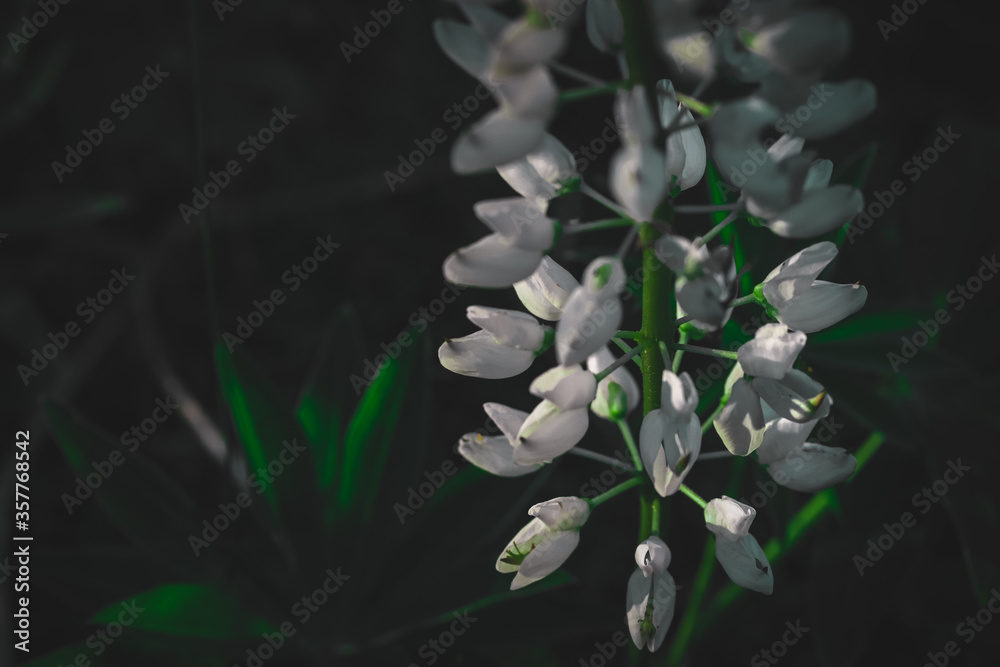snowdrop flowers in the morning snowdrop flowers in the morning
