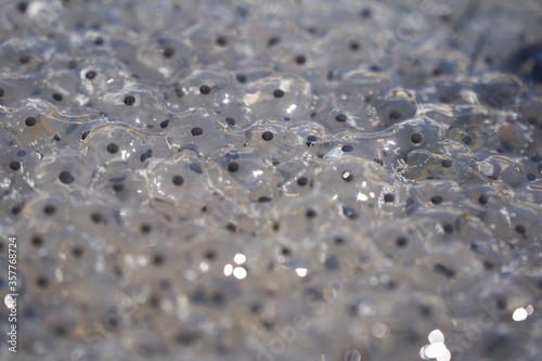 Bild auf Leinwand Frog Toad Spawn Texture Macro Bright Mountain Light