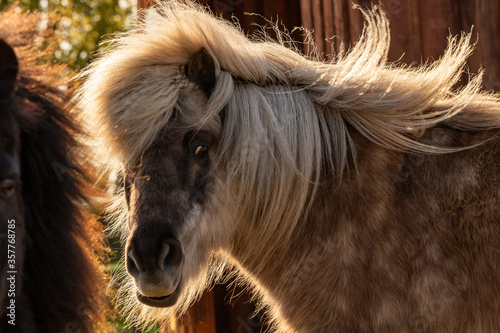 Pony © Safra-Fotografie