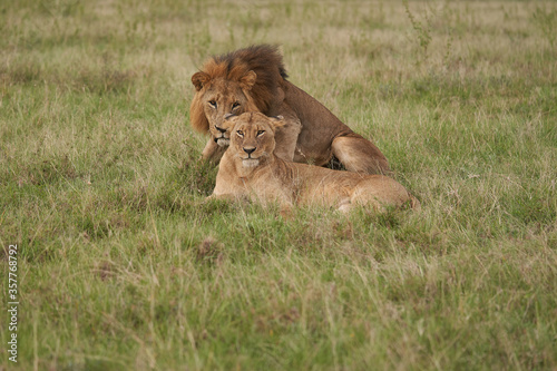 Wallpaper Mural Lion and Lioness Kenya Safari Savanna Mating Torontodigital.ca