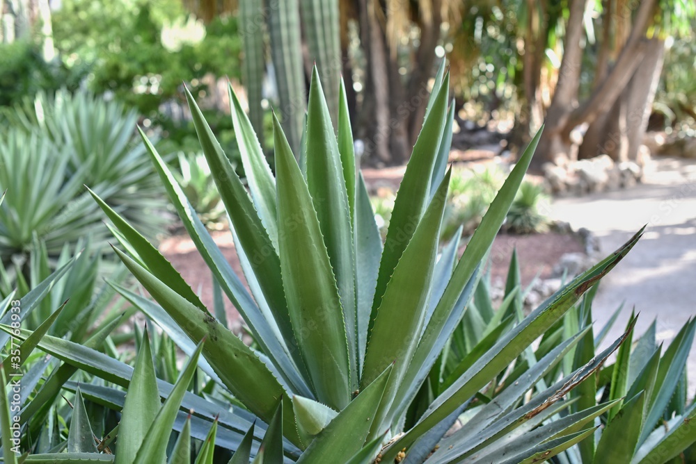 Obraz premium Close up Aloe Vera tropical Plant in botanical park