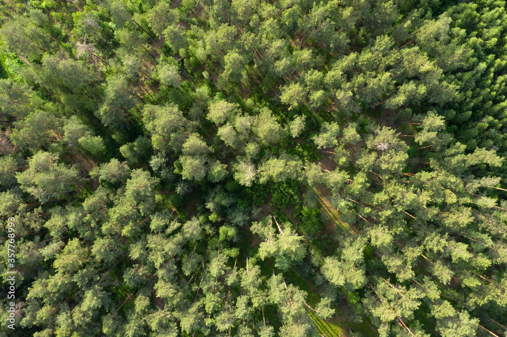 green forest, view from above