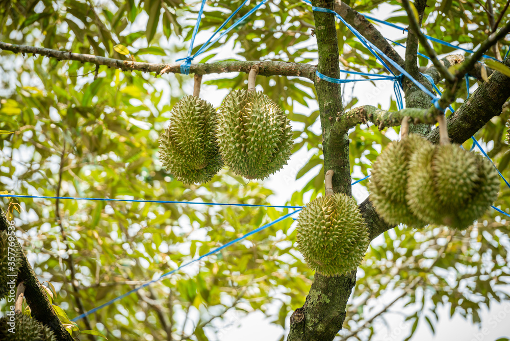durians on the durian tree in organic durian orchard.