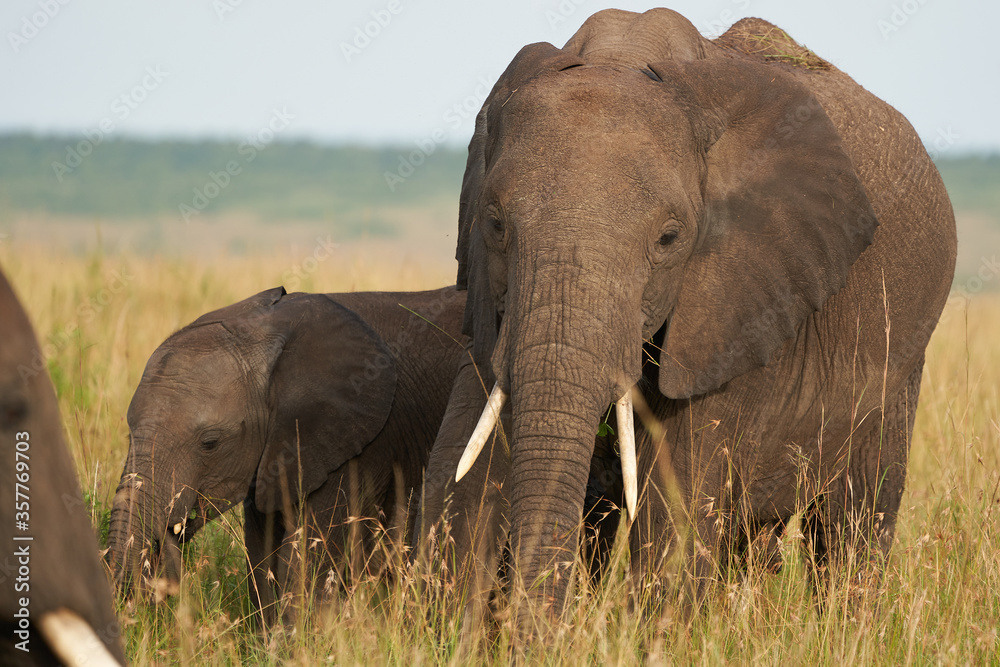 Naklejka premium Elephant Baby Amboseli - Big Five Safari -Baby African bush elephant Loxodonta africana