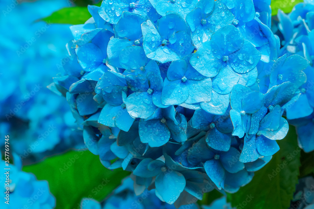 雨上がりの紫陽花 Hydrangea 雨上がりの紫陽花 Hydrangea
