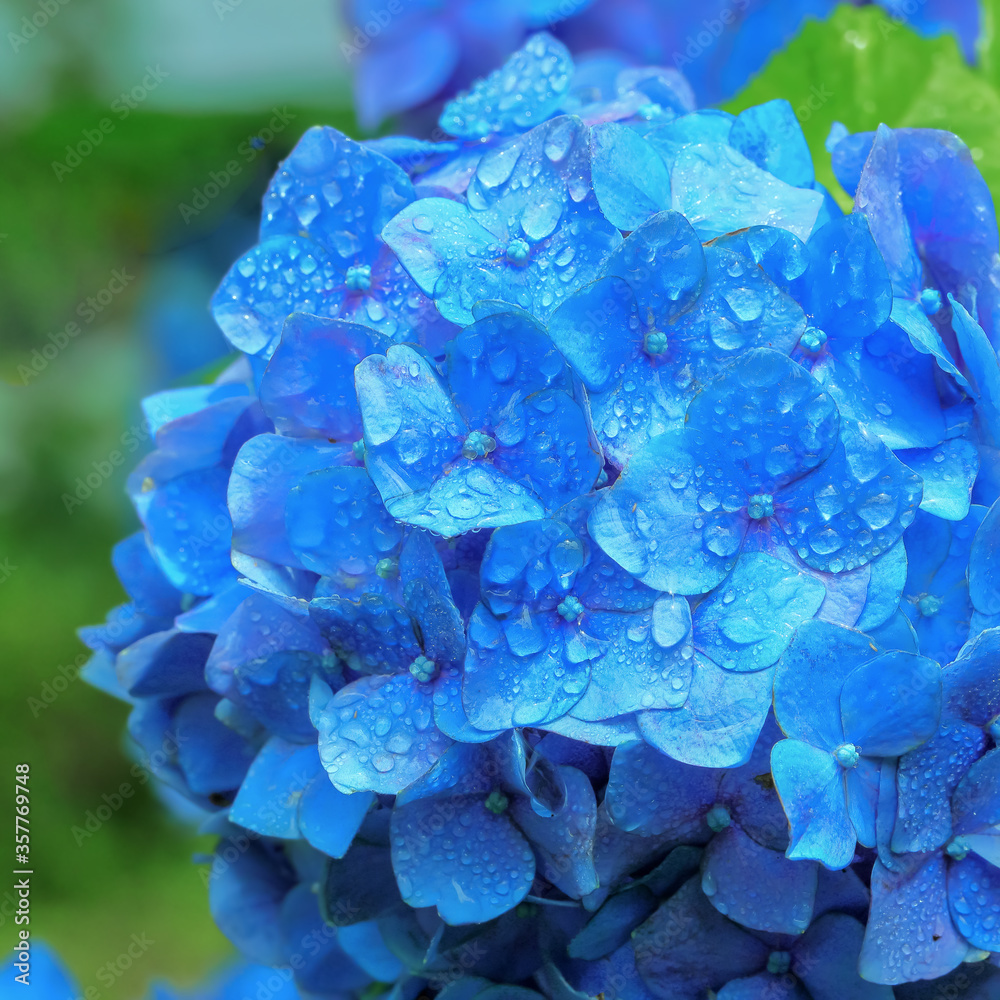 雨上がりの紫陽花 Hydrangea 雨上がりの紫陽花 Hydrangea