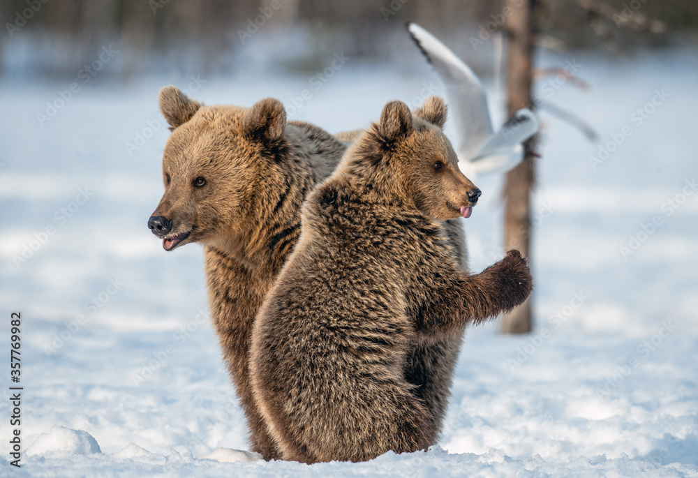 Obraz premium She-bear and bear cub in winter forest. Bear cub stands on its hind legs. Wild Nature. Natural habitat. Brown bear, Scientific name: Ursus Arctos Arctos.