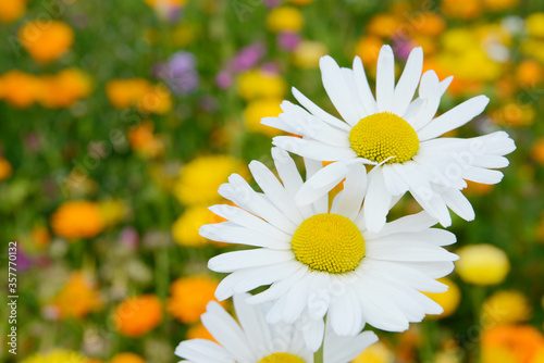 marguerite on flower meadow in the garden