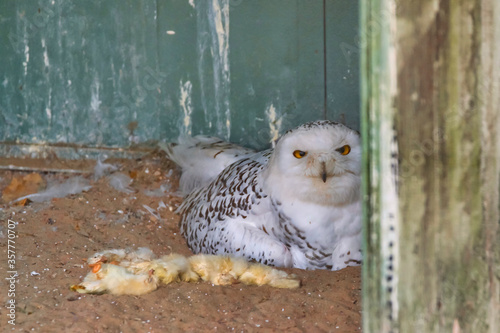 Snow Owl eating a chickenSnowy owl sits amid a meal of yellow chicks