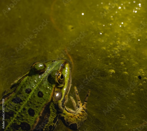 Frosch in Moor  photo