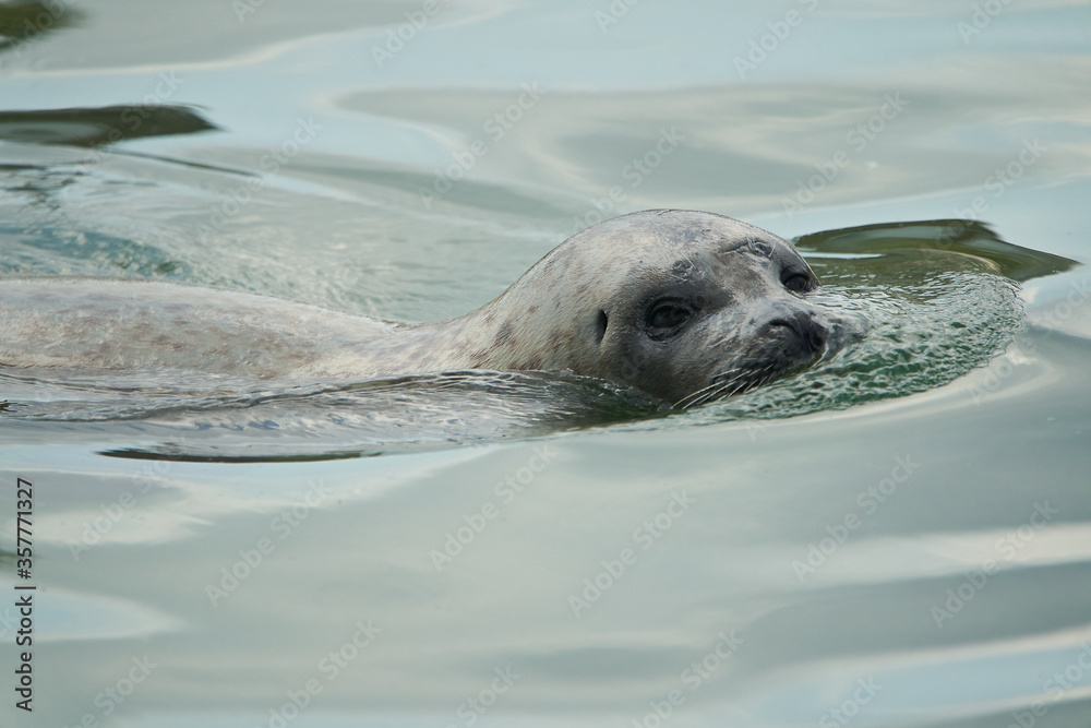 Obraz premium harbor or harbour seal Phoca vitulina also common seal and true seal 