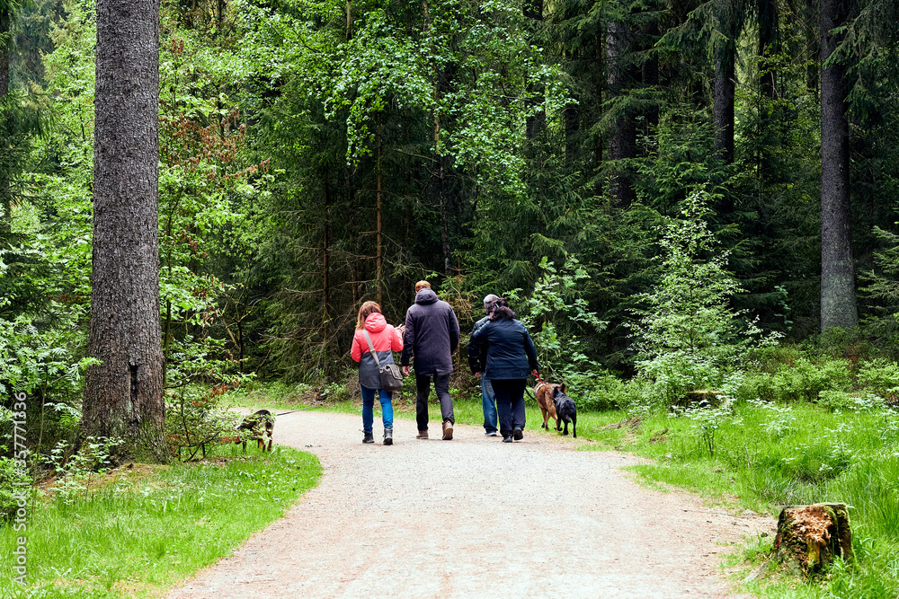 Wandern in Gruppe mit Hunden Bayern Deutschland Wanderweg im Wald Wandern in Gruppe mit Hunden Bayern Deutschland Wanderweg im Wald