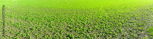 Beautiful landscape of level lines of currants plantation