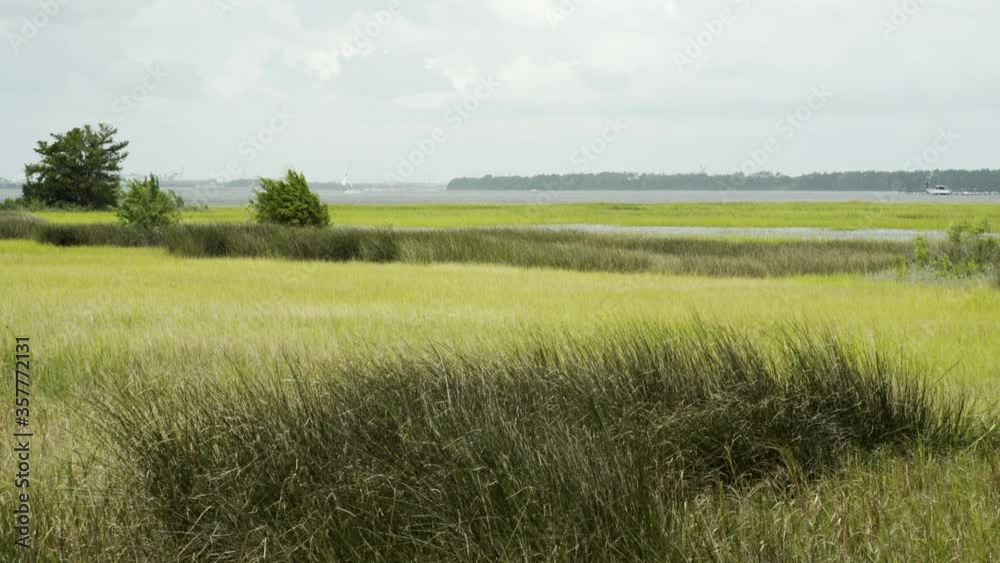 Dancing Marsh Grass from Windy Day near River, Static Wide Dancing Marsh Grass from Windy Day near River, Static Wide