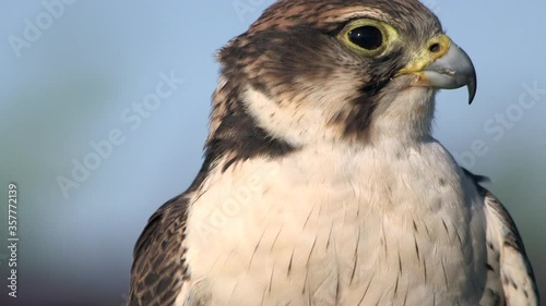 Stunning close up of a Saker Falcon, turning head, opening sharp beak, falconry photo