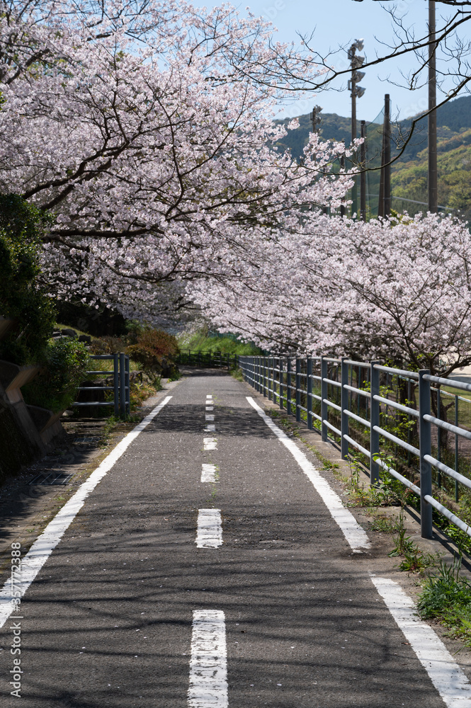 桜と自転車道路