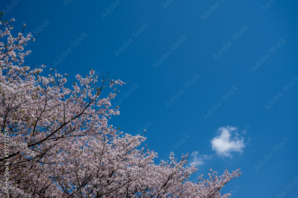 満開の桜と青空