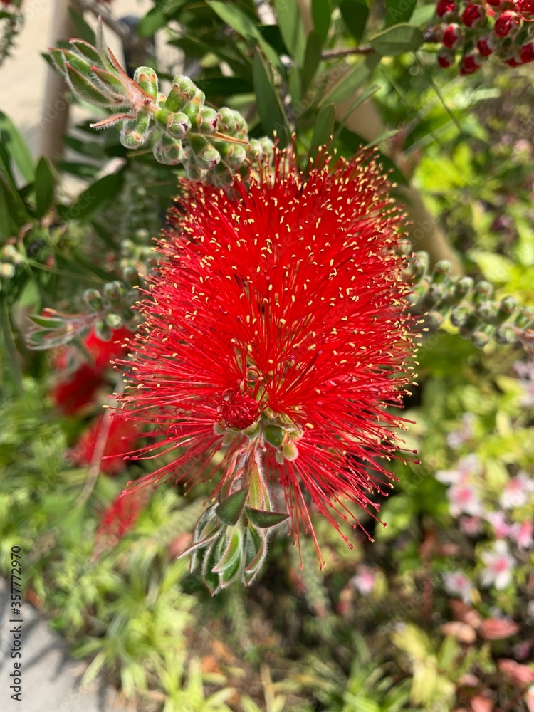ブラシノキの花 ブラシノキの花