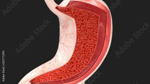 Human Stomach Anatomy - Layers and Structure